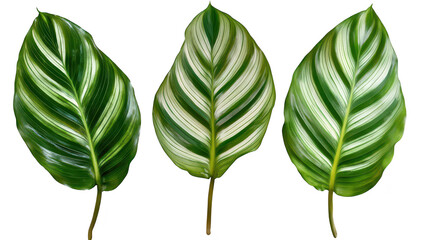 A display of three green leaves intricate patterns and textures. positioned against a neutral background. ideal for nature-themed projects and botanical illustrations