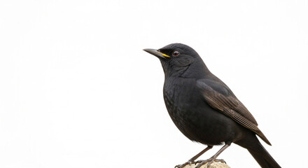 blackbird isolated on white background