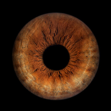 Iris Photography_Iris Macro brown_1