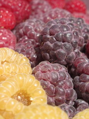 Zbliżenie na owoce maliny © Kumulugma