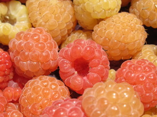 Zbliżenie na owoce maliny © Kumulugma