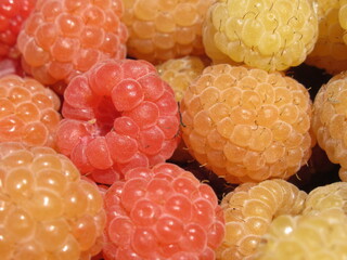 Zbliżenie na owoce maliny © Kumulugma