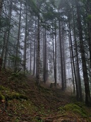 Obraz premium forest in the morning