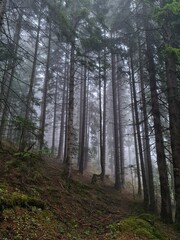 forest in the morning