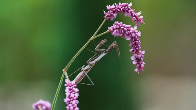 Small Praying Mantis Grooming on Pink Knotweed Flower Stalk