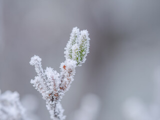 霜におおわれる新芽