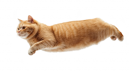 A playful orange cat leaping gracefully through the air against a plain white background. its agility and playful nature. ideal for pet-related content