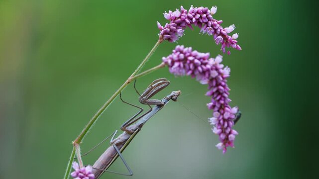 Praying Mantis Fails to Catch Fly While Hunting on Pink Flower Stalk