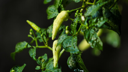Extreme close-up of a pale green chili pepper on the vine, glistening with crystal water droplets.
