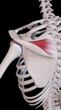 Supraspinatus Muscle Movement Vertical Video