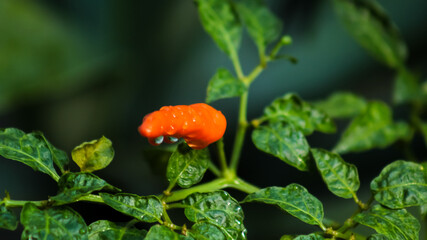 Closeup shot of a wet, bright orange chili pepper on a plant, isolated against a dark, dramatic background.