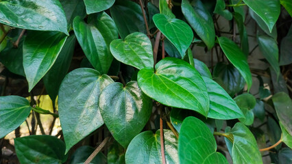 Heart Shaped Green Leaves in Tropical Garden