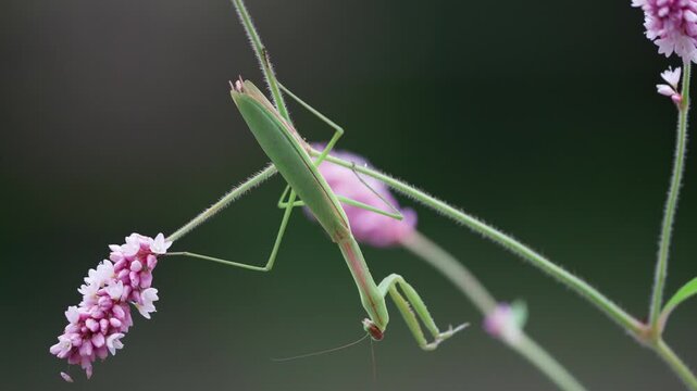 Slow, Deliberate Movement of a Praying Mantis on a Pink Flower Stalk