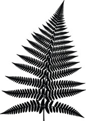 Fern Leaf Silhouette Vector Illustration Isolated on White Background