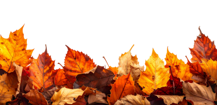 Autumn leaves bottom border;  isolated on a transparent background