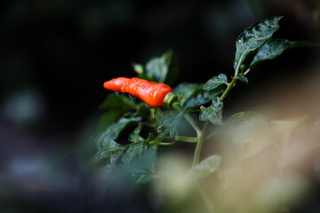 Closeup shot of a wet, bright orange chili pepper on a plant, isolated against a dark, dramatic background.