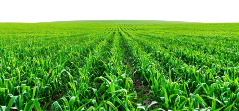 Vast green field under sky - Powered by Adobe