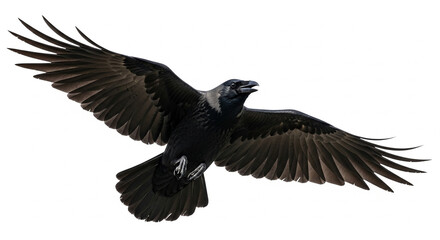 Obraz premium eagle on a white background