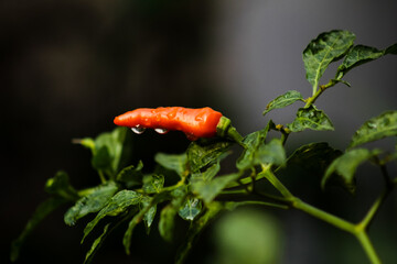 Closeup shot of a wet, bright orange chili pepper on a plant, isolated against a dark, dramatic background.