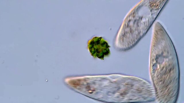 Ultra Clear 4K Microscopy of Ciliate Protozoa and algae for Education