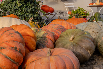 Set of big Halloween pumpkins in front of a farm house