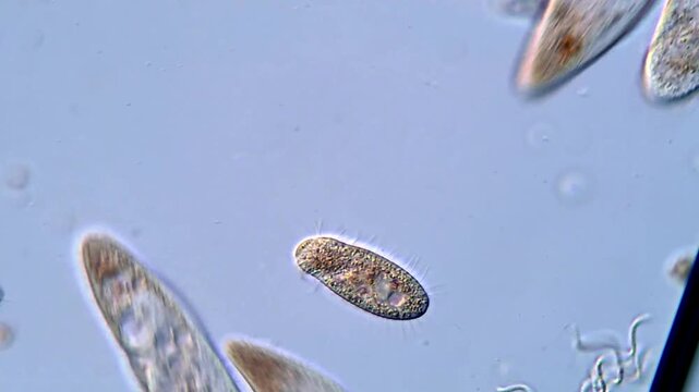 Living Protozoa Ciliates in Motion Captured in 4K UHD