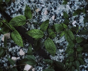 废墟玻璃渣中的新生：绿色植被的坚韧生长【New Life Amidst Ruins and Glass Shards: The Resilient Growth of Green Vegetation】