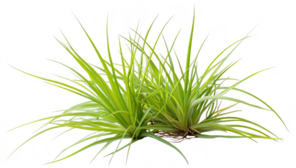 A cluster of lush green grass blades growing in a natural arrangement. their fine textures and rich colors against a white background. ideal for botanical illustrations or gardening themes
