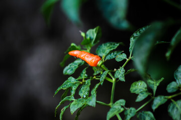 Bright orange cayenne chili pepper with water droplets on the vine, against a dark, moody background.