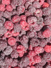 Zbliżenie na owoce maliny © Kumulugma