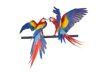 Fototapeta premium Scarlet Macaw parrot isolated on white background. This has clipping path.
