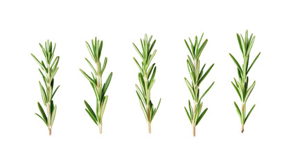 Fototapeta premium Fresh rosemary sprigs arranged in a row on a clean white background. highlighting their green color and fine details. ideal for culinary or herbal use in cooking