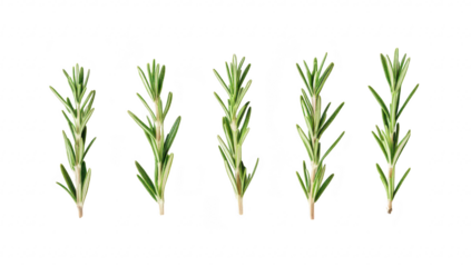 Fresh rosemary sprigs arranged in a row on a clean white background. highlighting their green color and fine details. ideal for culinary or herbal use in cooking