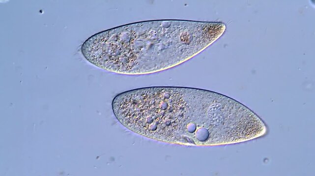 Protozoa under DIC microscope, 4K Video 