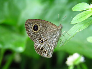 butterfly on green leaf