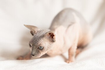  cat and sphinx concept - bald sphinx cat on on soft blanket