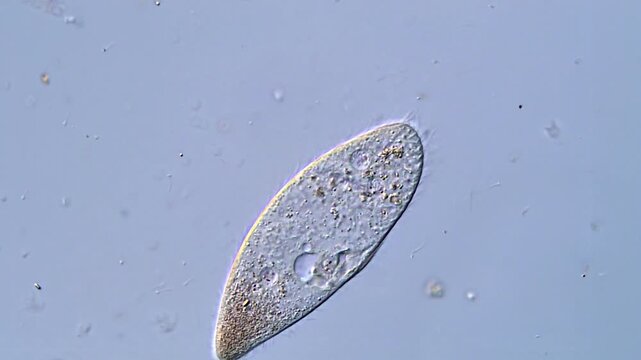 Ciliate Protozoa Captured with Microscope in 4K Ultra HD