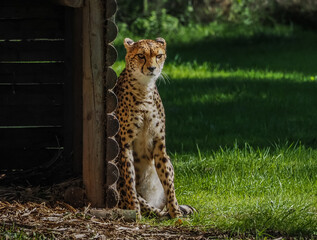 views of captive animals in a wildlife park 