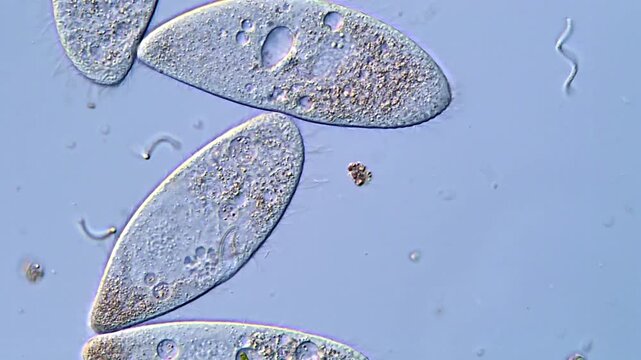 Protozoa life under DIC microscope view 