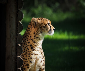 views of captive animals in a wildlife park 
