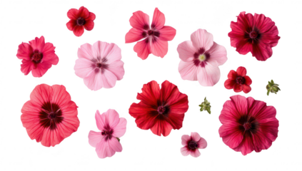 A arrangement of various flowers in shades of pink and red. their delicate petals and intricate details against a clean white background. perfect for nature-themed projects