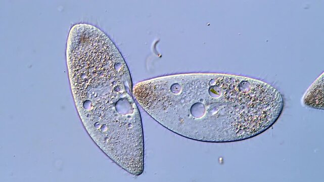 Movement of microorganism under microscope 