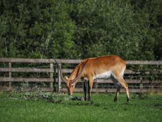 views of captive animals in a wildlife park 