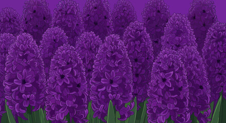 Purple hyacinth field