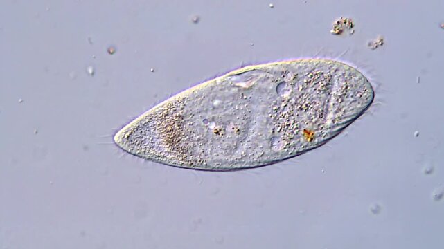 Movement of freshwater protozoa under microscope 
