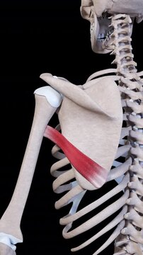 Teres Major Muscle Movement Vertical Video