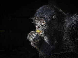 views of captive animals in a wildlife park 