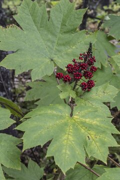 Devil's Club, hedgehog orchid (Oplopanax horridus), Alaska, USA