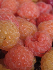 Zbliżenie na świeżo zebrane owoce maliny © Kumulugma