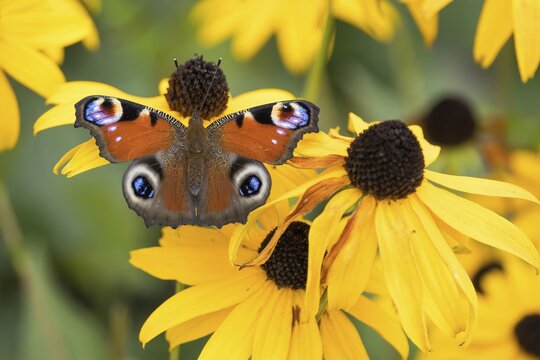 A peacock butterfly (Aglais io) sitting on a yellow flower, yellow coneflower (Echinacea paradoxa), Hesse, Germany